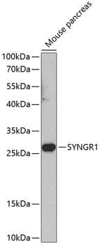 SYNGR1 / Synaptogyrin 1 Antibody