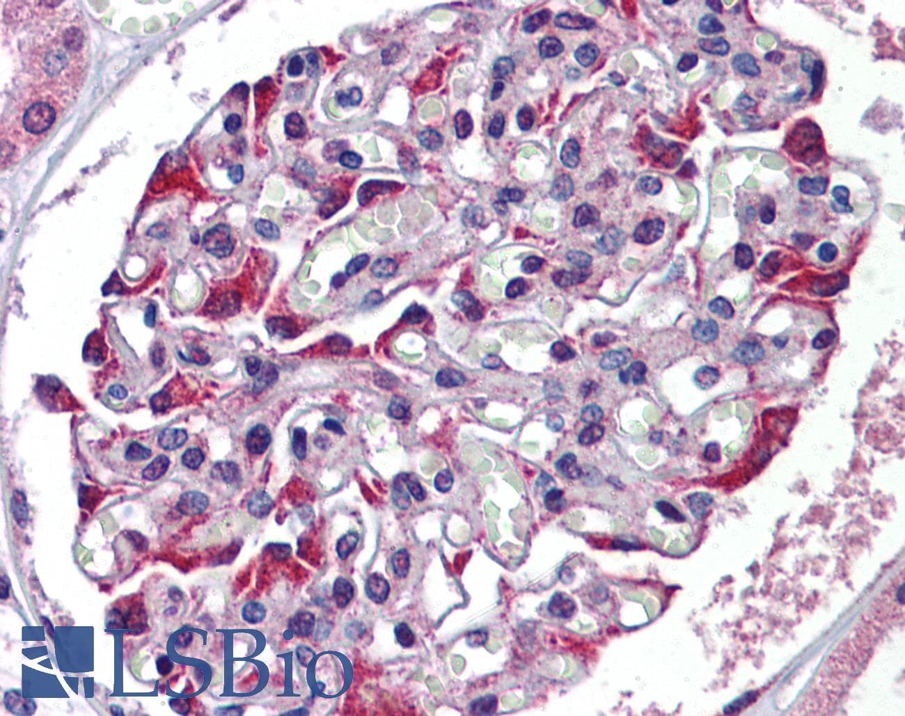 TDO2 Antibody (N-Terminus)