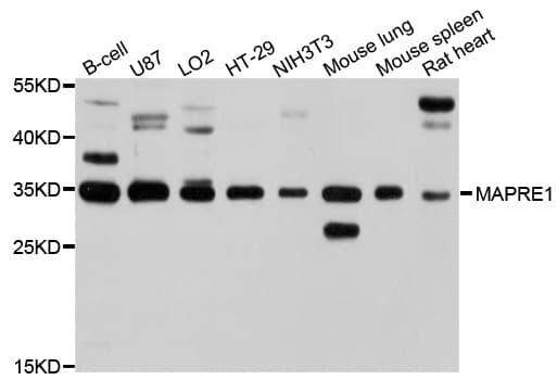 MAPRE1 / EB1 Antibody