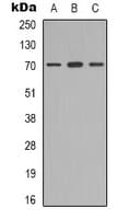 RACGAP1 / MGCRACGAP Antibody (Internal)
