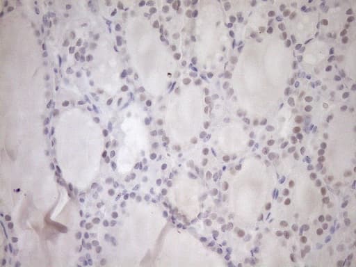 Monoclonal Mouse anti-Human UBP1 Antibody (clone OTI9G7, aa47-269, IHC)
