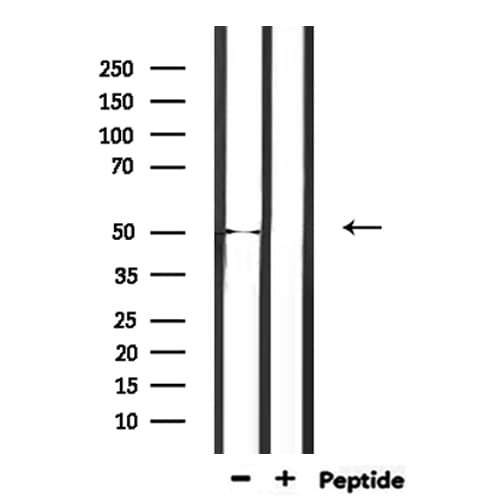 EEF1A2 Antibody