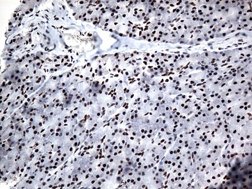 GTF3C4 Antibody (aa583-822, clone OTI4A1)