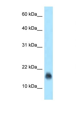 JCHAIN / Ig J Chain Antibody (N-Terminus, Biotin)