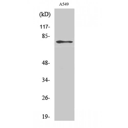 PDE4C Antibody (260-340 aa, Internal)