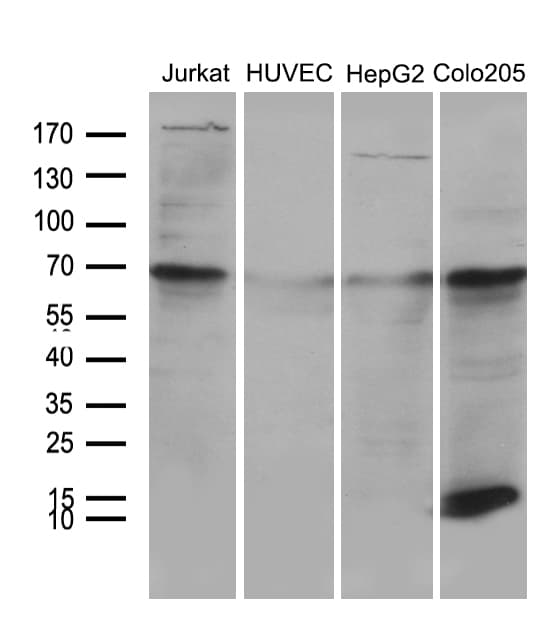 Monoclonal Mouse anti-Human NDUFA4L2 Antibody (clone OTI4F4, Carrier-free, WB)
