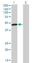 Monoclonal Mouse anti-Human TAF7 Antibody (clone 2C5, IHC, IF, WB)