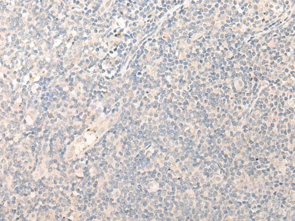 RADIL Antibody