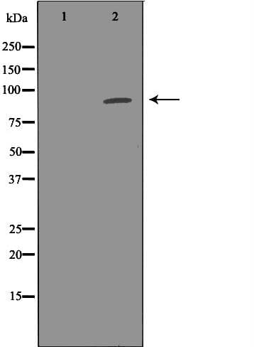 PDE4D Antibody (aa703-722)