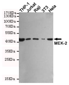 Monoclonal Mouse Anti-Rabbit IgG Secondary Antibody (WB)