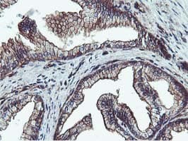 EPN2 Antibody (clone OTI1H3)