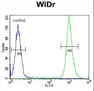 IHC-plus™ Polyclonal Rabbit anti-Human SLC16A11 Antibody (aa48-76, IHC, WB)