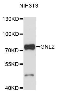 GNL2 Antibody