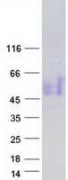 Human CD200 Protein (Recombinant Myc-DDK (Flag))