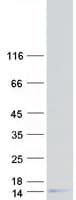 Human C12orf54 Protein (Recombinant Myc-DDK (Flag))