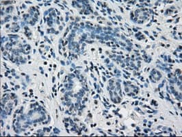 PPP5C Antibody (clone OTI2G2)