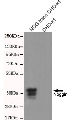 NOG / Noggin Antibody