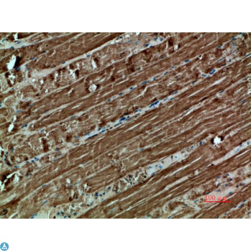 Polyclonal Rabbit anti-Human CYCS / Cytochrome c Antibody (WB)