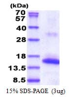 Human NKP30 Protein (Recombinant His)