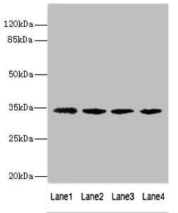 Polyclonal Rabbit anti-Human NANOG Antibody (WB)