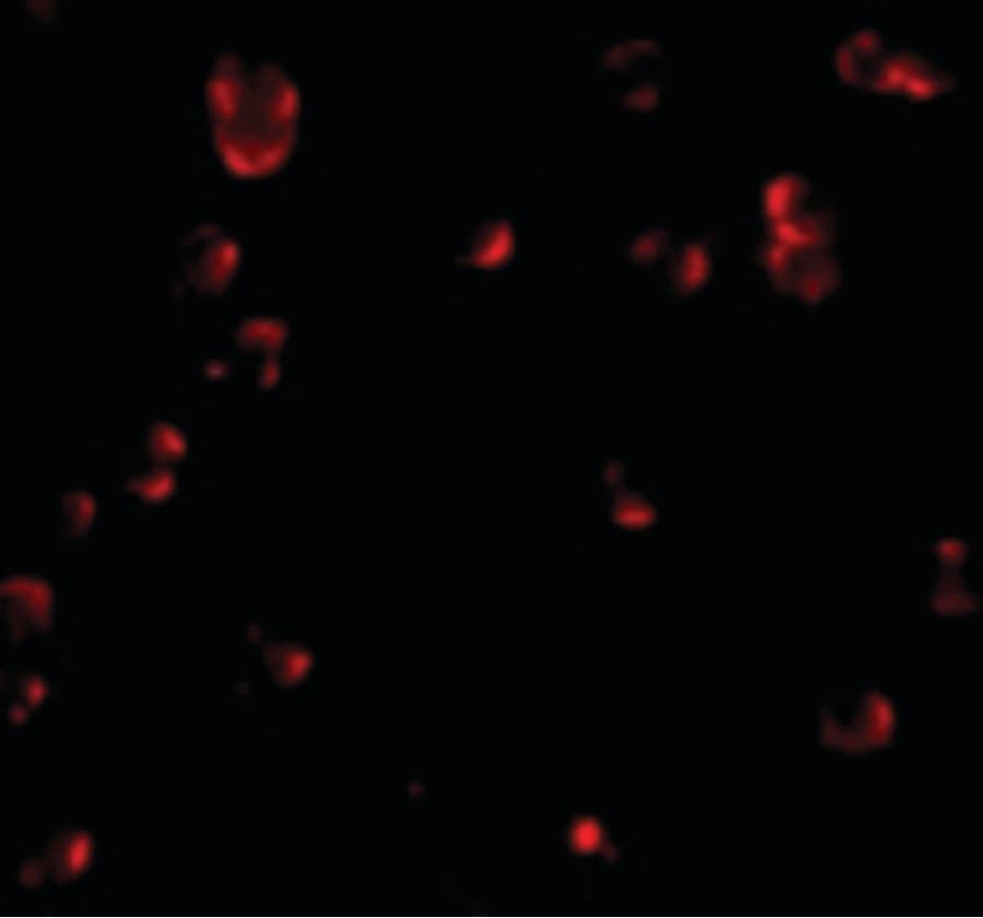 IHC-plus™ Fibulin-3 / EFEMP1 Antibody