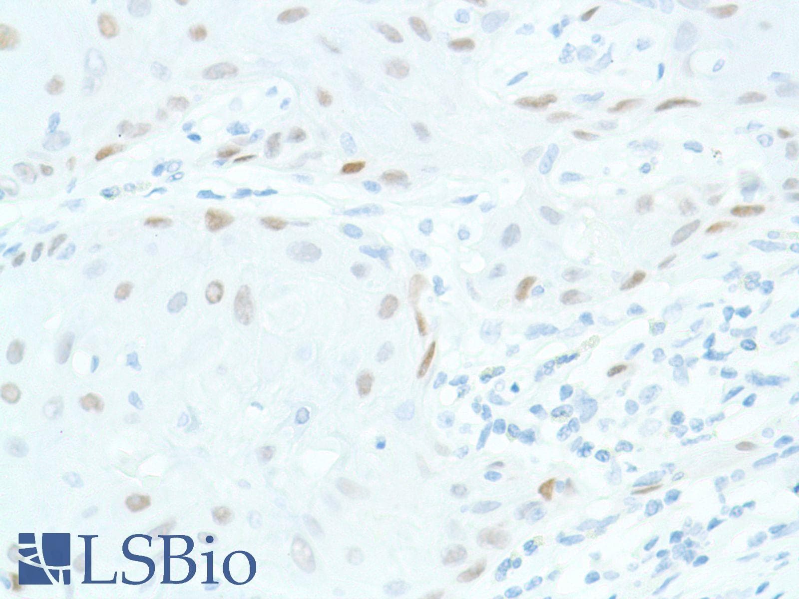 SOX2 Antibody (N-Terminus, clone SP76)