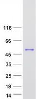 Human C9orf114 Protein (Recombinant Myc-DDK (Flag))