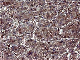 BID Antibody (clone OTI1G10, Carrier-free)
