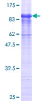 Human FBLN4 / EFEMP2 Protein (Recombinant GST, N-terminus)