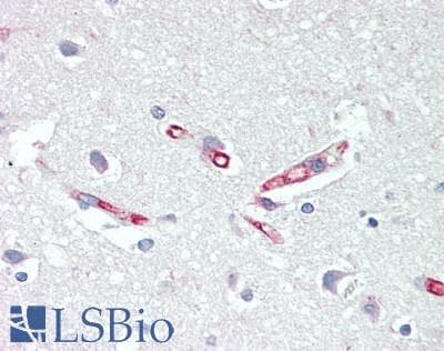 IHC-plus™ Basigin / Emmprin / CD147 Antibody