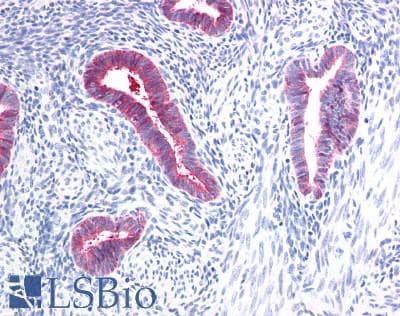 Monoclonal Rat anti-Mouse PIGR Antibody (clone 7C1, IHC, WB)