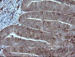 MAP2K1 / MKK1 / MEK1 Antibody (clone OTI4H8, Carrier-free)