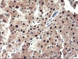Monoclonal Mouse anti-Human NUBPL Antibody (clone OTI3D11, aa1-250, IHC, WB)