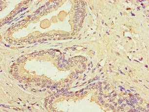 MT-CO1 / COX1 Antibody
