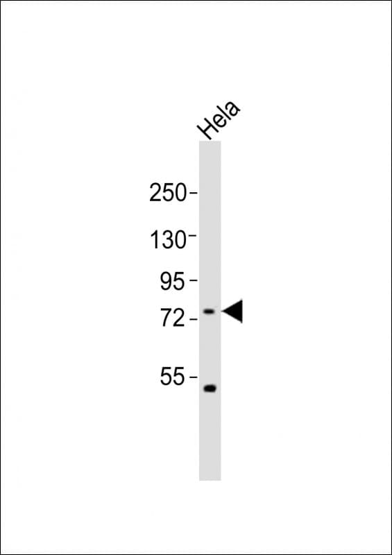 FBXW7 / FBW7 Antibody (aa133-167)