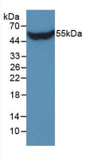 STC1 / Stanniocalcin Antibody