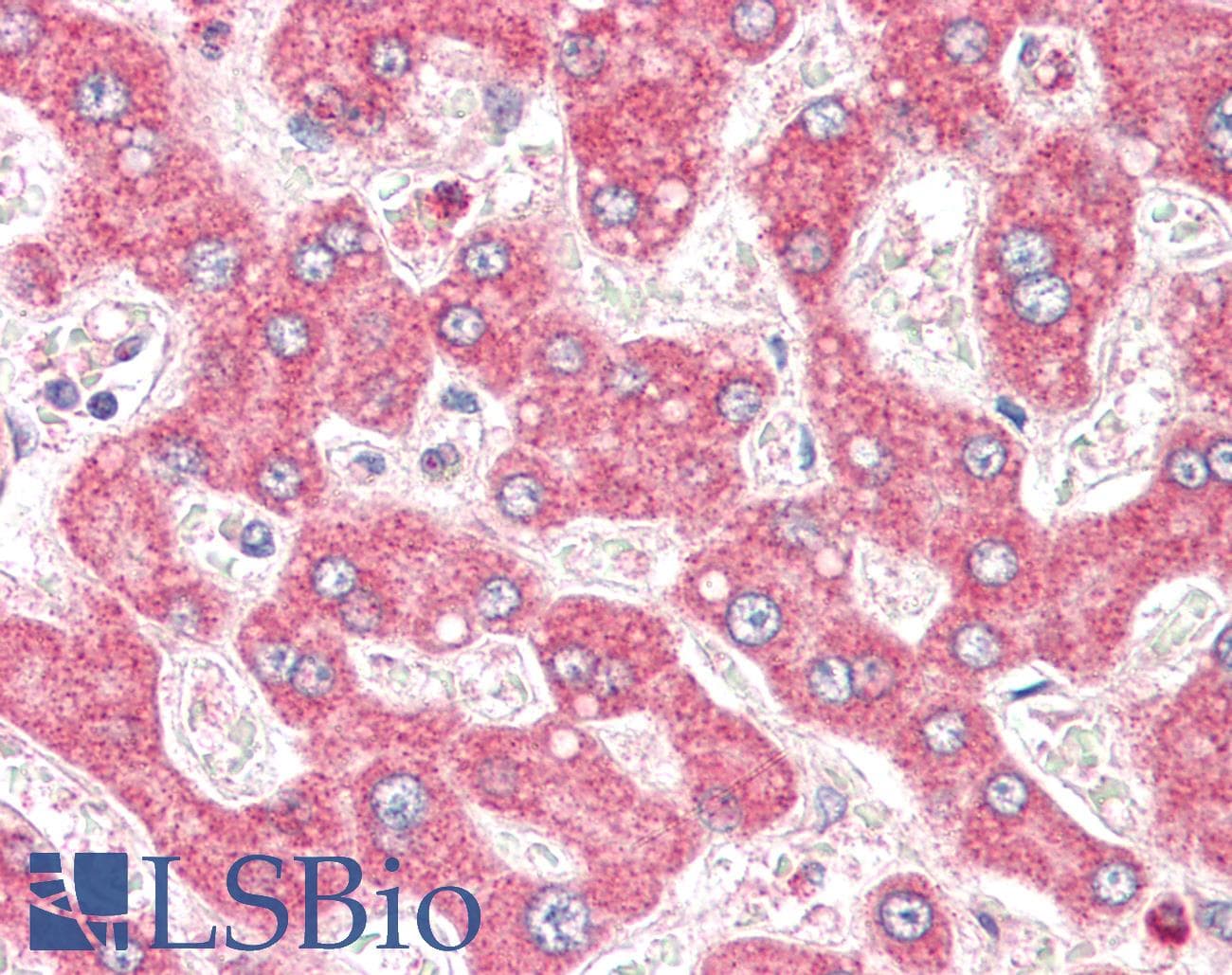 IHC-plus™ STIM2 Antibody