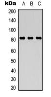 STAT4 Antibody (C-Terminus)
