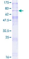 Human SLC35B1 / UGTREL1 Protein (Recombinant GST)