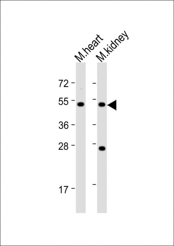 PIGU Antibody (aa102-134)