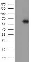 KEAP1 Antibody (clone OTI1A1)