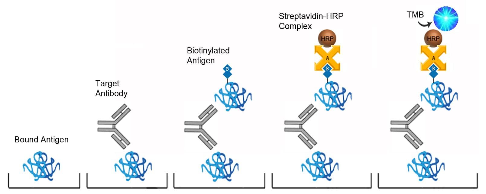 Mouse Anti-Nuclear Antibody ELISA Kit (Sandwich ELISA)