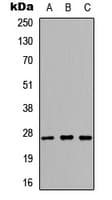 KLK6 / Kallikrein 6 Antibody (N-Terminus)