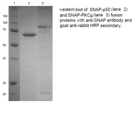 SNAP Alpha/Beta Antibody