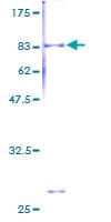 Human SEPT6 / Septin 6 Protein (Recombinant GST)