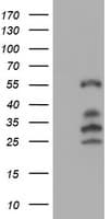 IRF6 Antibody (clone OTI2C10, Carrier-free)