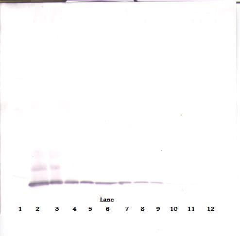 CCL8 / MCP2 Antibody