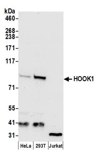 HOOK1 Antibody (aa678-728)