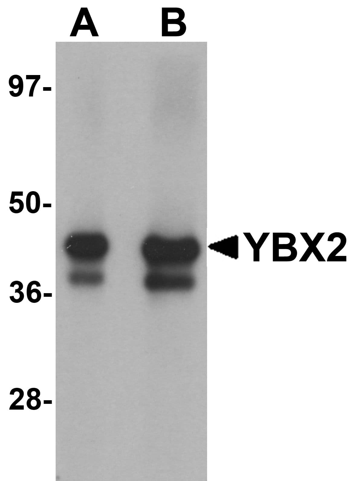 IHC-plus™ MSY2 / YBX2 Antibody