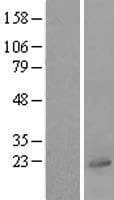 Human UBL4A Protein (Over-Expression Lysate Myc-DDK (Flag))